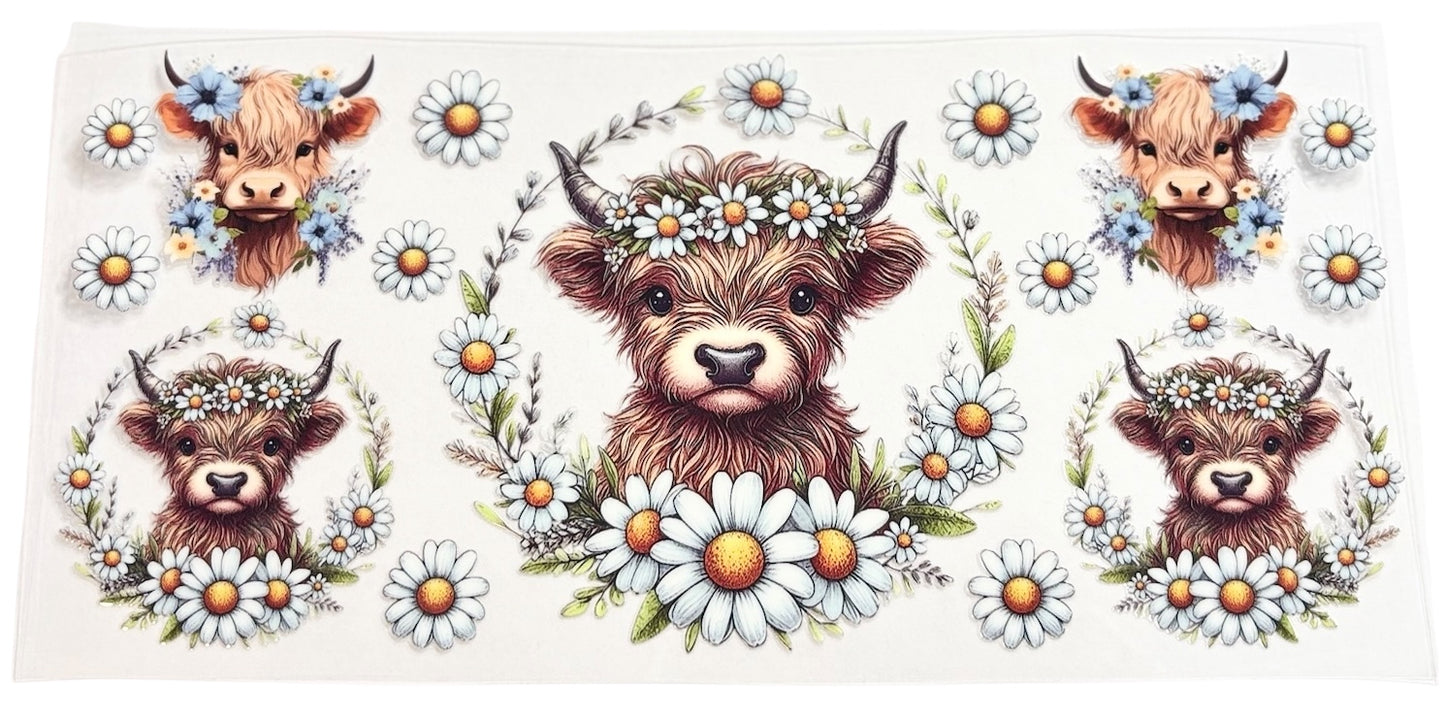 #15033 Daisy Highland Cows